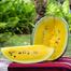 Hybrid Yellow Water Melon Seeds 5pcs image