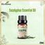 Ikebana Eucalyptus Essential Oil (20 ml) image