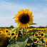 Imported F1 Hybrid Sunflower Seeds Brand Pack - 0.1gm image