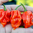 Imported Hot Naga Chili Seeds Re-Pack - 1gm image