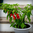 Imported Hot Naga Chili Seeds Re-Pack - 1gm image