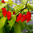 Imported Hot Naga Chili Seeds Re-Pack - 1gm image