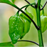 Imported Hot Naga Chili Seeds Re-Pack - 1gm image