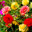 Imported Hybrid Mixed Color Moss Rose Double Petal Seeds Re-Pack - 50 Seeds image