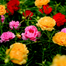 Imported Hybrid Mixed Color Moss Rose Double Petal Seeds Re-Pack - 50 Seeds image