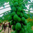 Imported Hybrid Shah Pepe Seeds Intact Pack - 10gm image