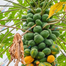 Imported Hybrid Shah Pepe Seeds Intact Pack - 10gm image