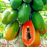 Imported Hybrid Shah Pepe Seeds Intact Pack - 10gm image