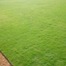 Imported Lawn Grass/ Carpet Grass Seeds (Re-Pack) 1gm image