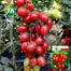 Imported Red Cherry Tomato Intact Pack - 1gm image