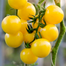 Imported Yellow Cherry Tomato Intact Pack - 1gm image