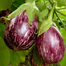 Jhuri Brinjal Seeds - 0.1gm image