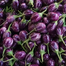 Jhuri Brinjal Seeds - 0.1gm image