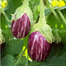 Jhuri Brinjal Seeds - 0.1gm image