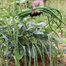 Khato Jater Borboti seeds Re-Pack - 20 pcs image