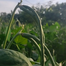 Khato Jater Borboti seeds Re-Pack - 20 pcs image