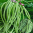 Khato Jater Borboti seeds Re-Pack - 20 pcs image
