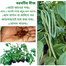 Khato Jater Borboti seeds Re-Pack - 20 pcs image
