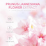 Laikou Japan Sakura Skin Care Set - 5Pcs image