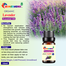 Lavender Essential oil -10ml image