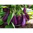 Long Brinjal Seeds 1gm Re-Pack BADC Seeds image