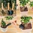 Mini Garden Shovel Rake Spade Arrangements Bonsai Tools Wooden Handle Set for Flower Pot Plants image