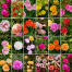 Mix Color Thai Moss Rose Seeds Re-Pack - 0.1gm image