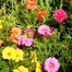 Mix Color Thai Moss Rose Seeds Re-Pack - 0.1gm image