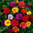 Mix Color Thai Moss Rose Seeds Re-Pack - 0.1gm image