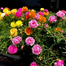 Mix Color Thai Moss Rose Seeds Re-Pack - 0.1gm image