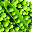 Motorshuti Seeds Winter Re-Pack - 5gm image