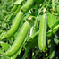Motorshuti Seeds Winter Re-Pack - 5gm image