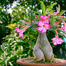 Multicolor Adenium Obesum Seeds image