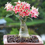 Multicolor Adenium Obesum Seeds image