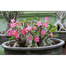 Multicolor Adenium Obesum Seeds image