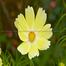 Multicolor Cosmos Flower Seeds 0.5gm Re-Pack image