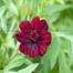 Multicolor Cosmos Flower Seeds 0.5gm Re-Pack image