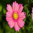 Multicolor Cosmos Flower Seeds 0.5gm Re-Pack image
