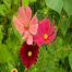 Multicolor Cosmos Flower Seeds 0.5gm Re-Pack image