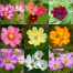 Multicolor Cosmos Flower Seeds 0.5gm Re-Pack image