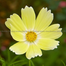 Multicolor Cosmos Flower Seeds Re-Pack - 0.1gm image