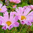Multicolor Cosmos Flower Seeds Re-Pack - 0.1gm image