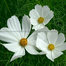 Multicolor Cosmos Flower Seeds Re-Pack - 0.1gm image