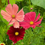 Multicolor Cosmos Flower Seeds Re-Pack - 0.1gm image