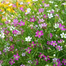 Multicolor Gypsy Flower Seeds Re-Pack - 0.1gm image