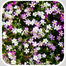 Multicolor Gypsy Flower Seeds Re-Pack - 0.1gm image