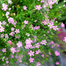 Multicolor Gypsy Flower Seeds Re-Pack - 0.1gm image