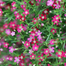 Multicolor Gypsy Flower Seeds Re-Pack - 0.1gm image