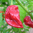 Naga Viper Chili Re-Pack - 5Pcs image