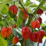 Naga Viper Chili Re-Pack - 5Pcs image